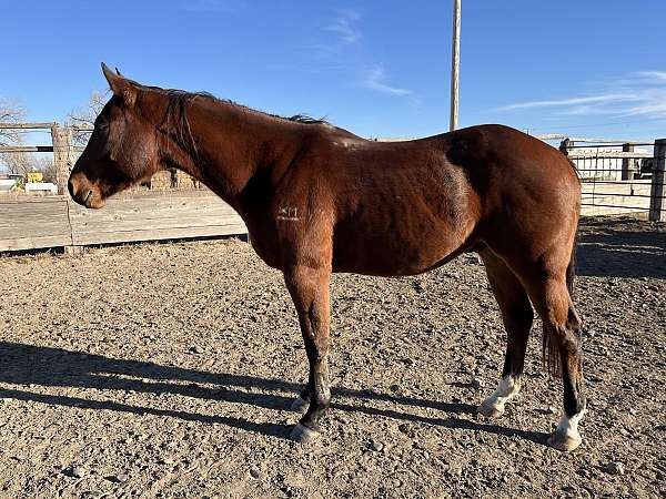 aqha-wr-blues-tomcat-quarter-horse