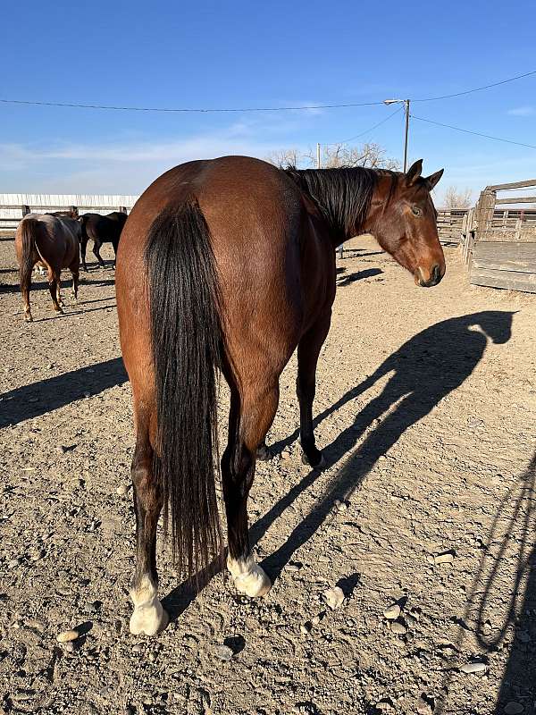 2021-bay-gelding-quarter-horse