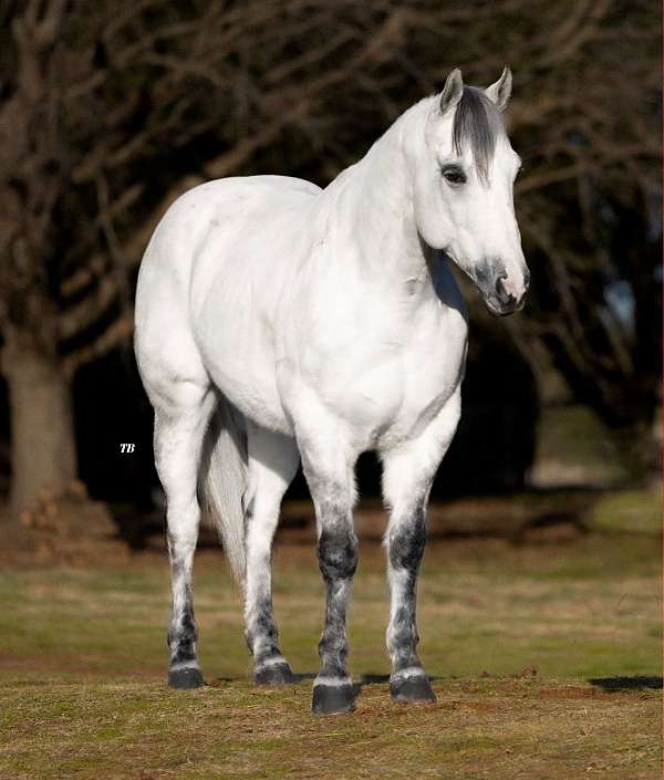 husband-safe-quarter-horse