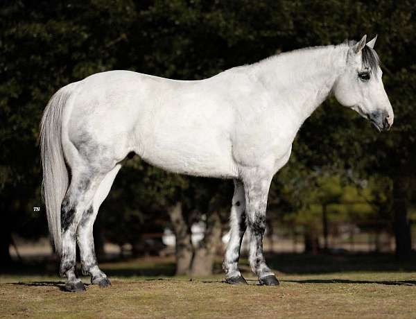 ranch-versatility-quarter-horse