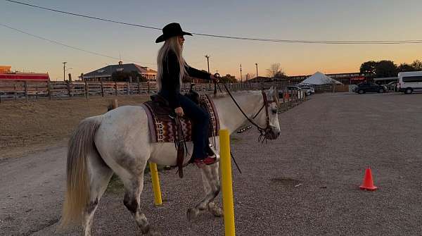 grey-quarter-horse-gelding