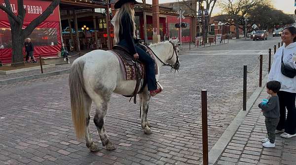 western-riding-quarter-horse