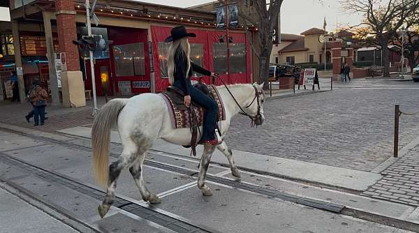 working-cattle-quarter-horse