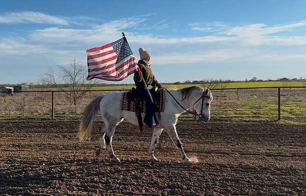 grey-all-around-horse