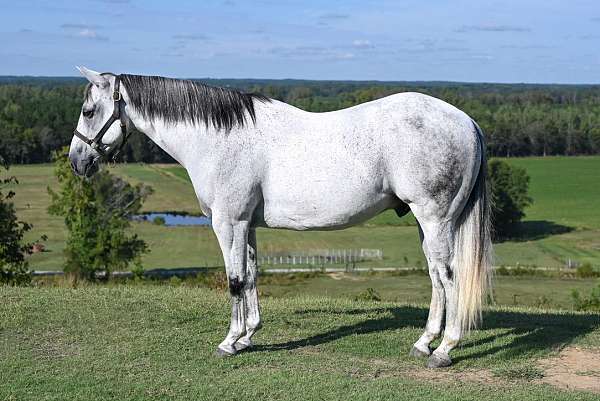 calf-roping-quarter-horse