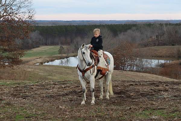 lesson-quarter-horse