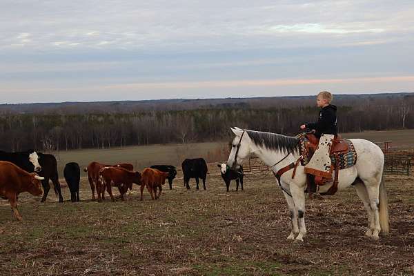 performance-quarter-horse