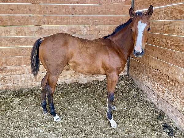 cowhorse-quarter-horse