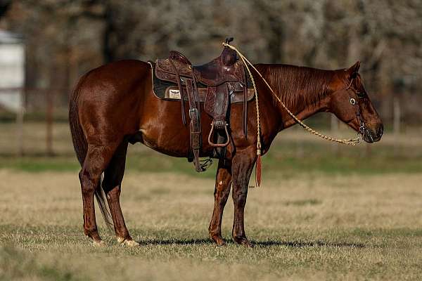 calf-roping-quarter-horse