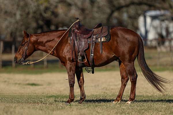 flashy-quarter-horse