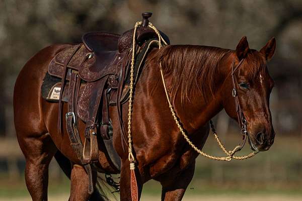 husband-safe-quarter-horse