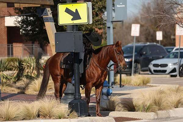 ranch-versatility-quarter-horse