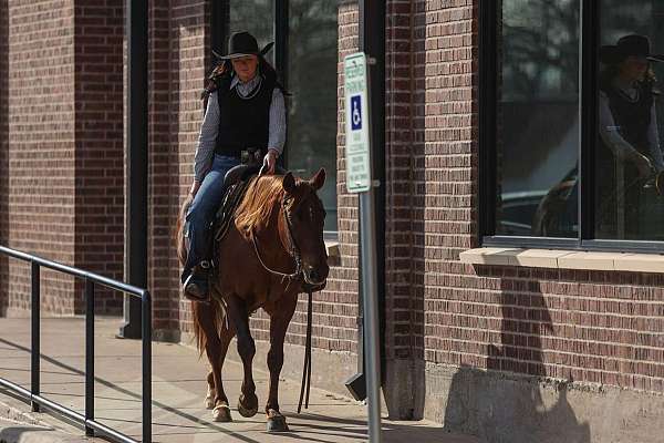 ridden-english-quarter-horse