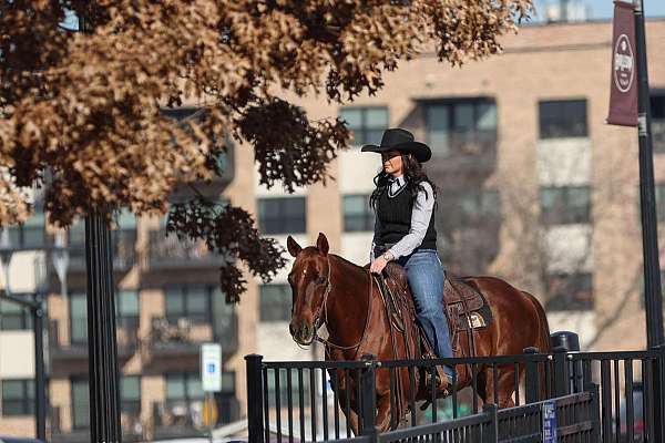 working-cattle-quarter-horse