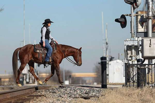 working-cow-quarter-horse