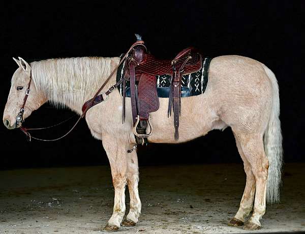 calf-roping-quarter-horse