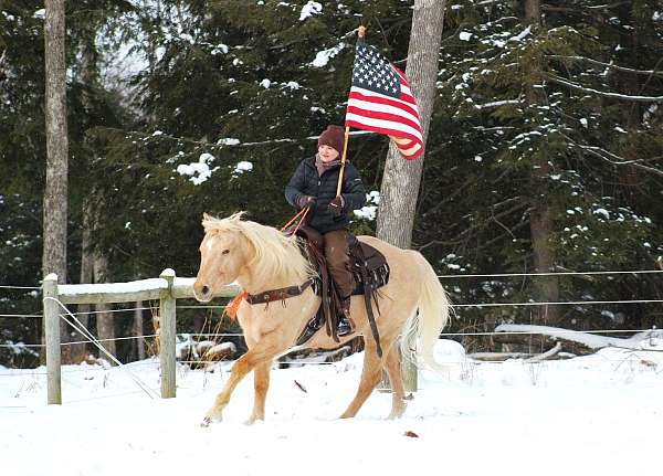 athletic-quarter-horse