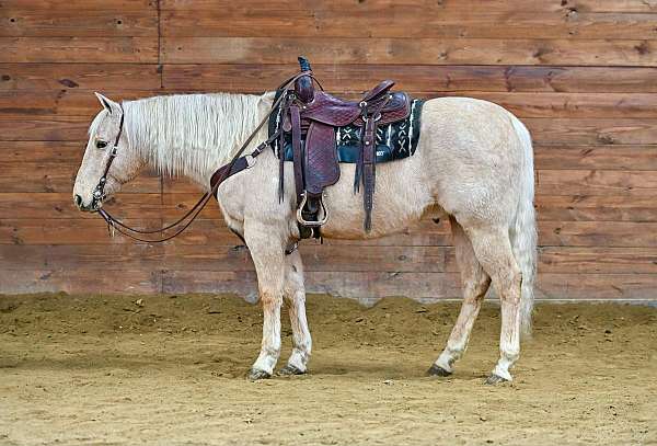 husband-safe-quarter-horse