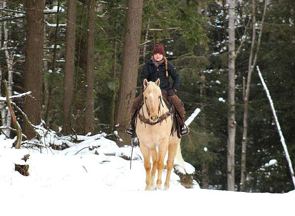 performance-quarter-horse