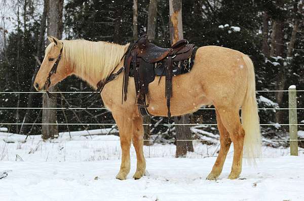 roping-quarter-horse