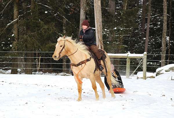 show-quarter-horse