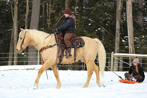 western-riding-quarter-horse