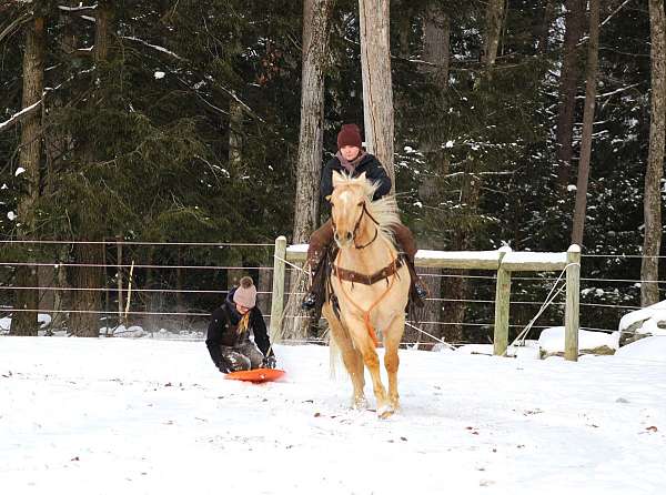 working-cattle-quarter-horse