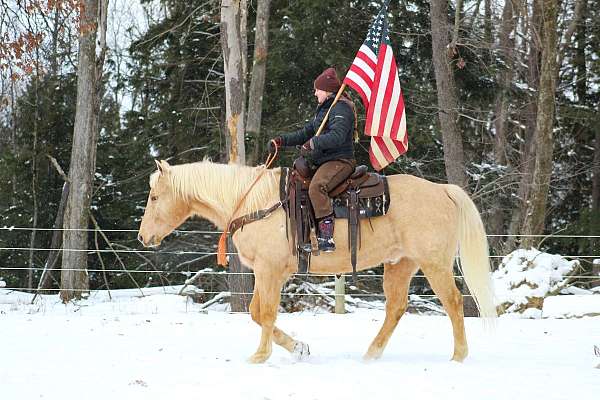 palomino-quarter-horse-gelding