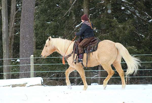 palomino-all-around-horse