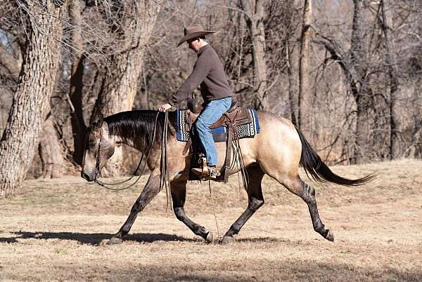 athletic-quarter-horse