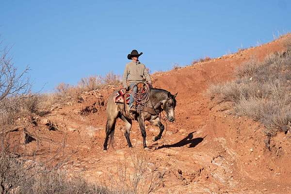 calf-roping-quarter-horse