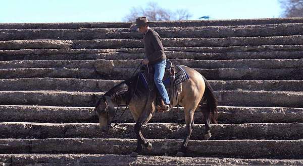 flashy-quarter-horse