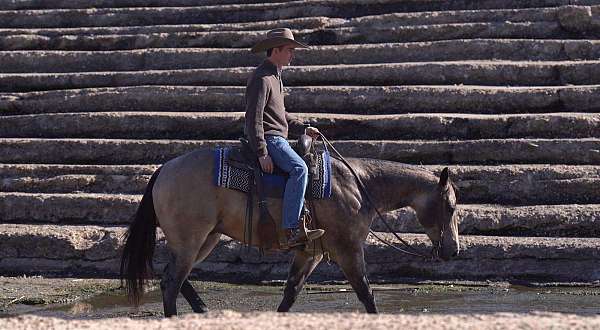 ranch-versatility-quarter-horse