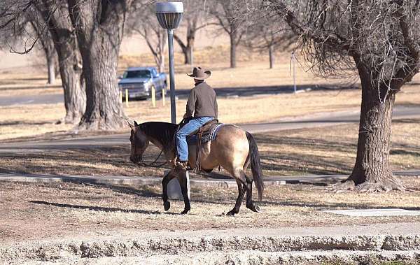 roping-quarter-horse