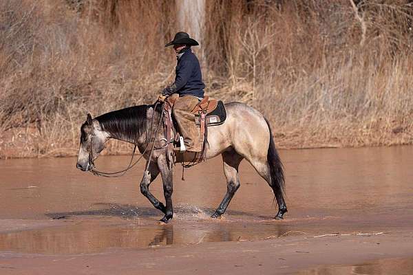 team-penning-quarter-horse