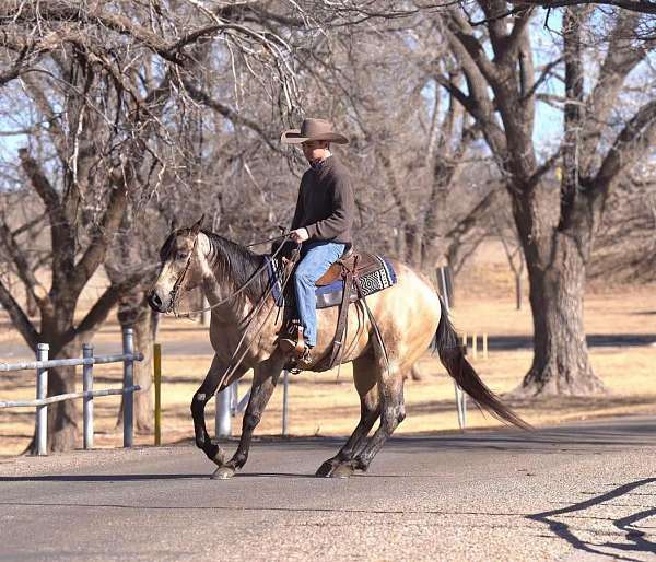 trail-riding-quarter-horse