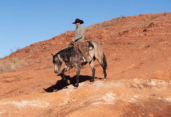 western-riding-quarter-horse