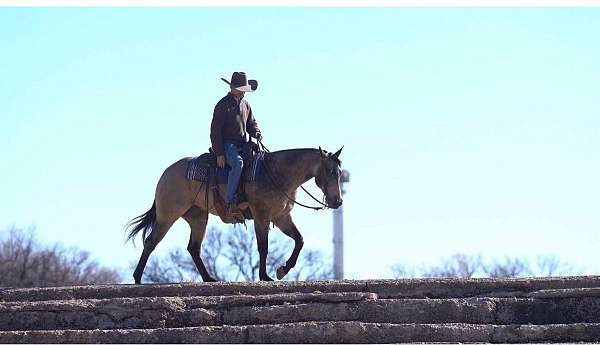 buckskin-all-around-horse