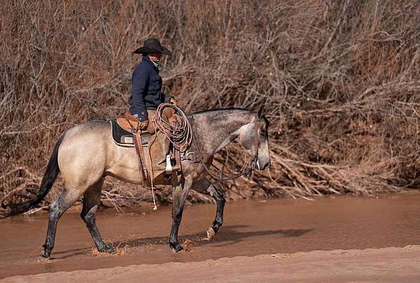 buckskin-quarter-horse-gelding