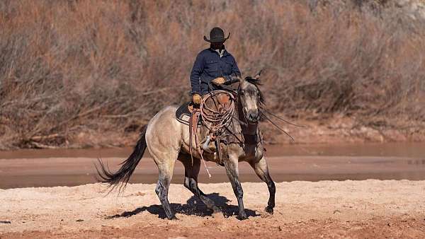 working-cattle-quarter-horse