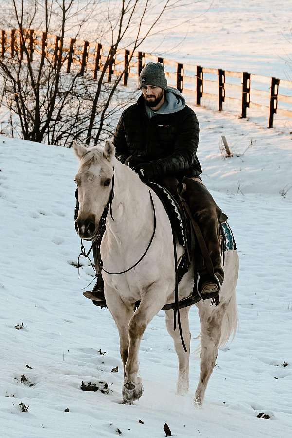 husband-safe-quarter-horse