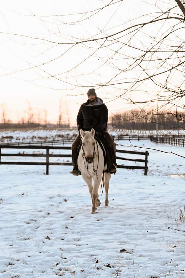 ranch-work-quarter-horse