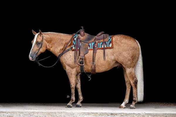 athletic-quarter-horse