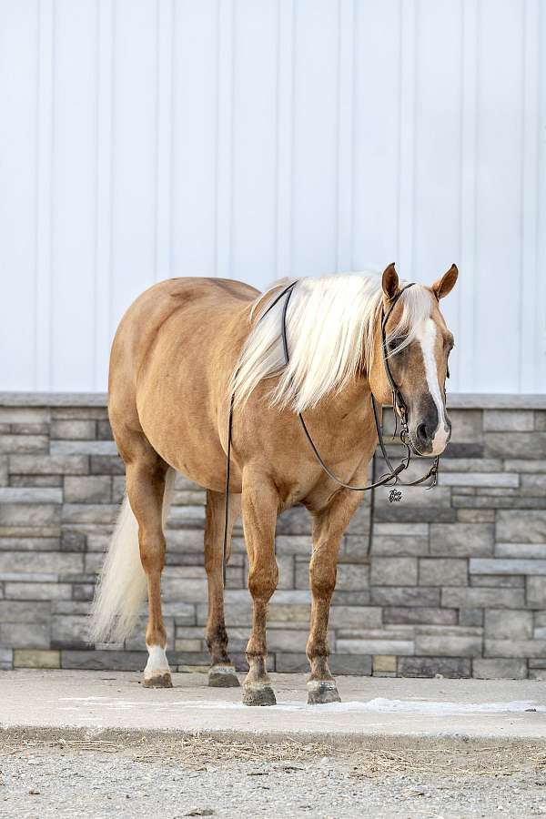 husband-safe-quarter-horse