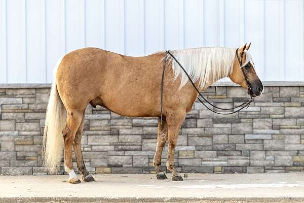 ranch-versatility-quarter-horse