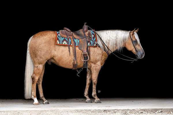 reining-quarter-horse