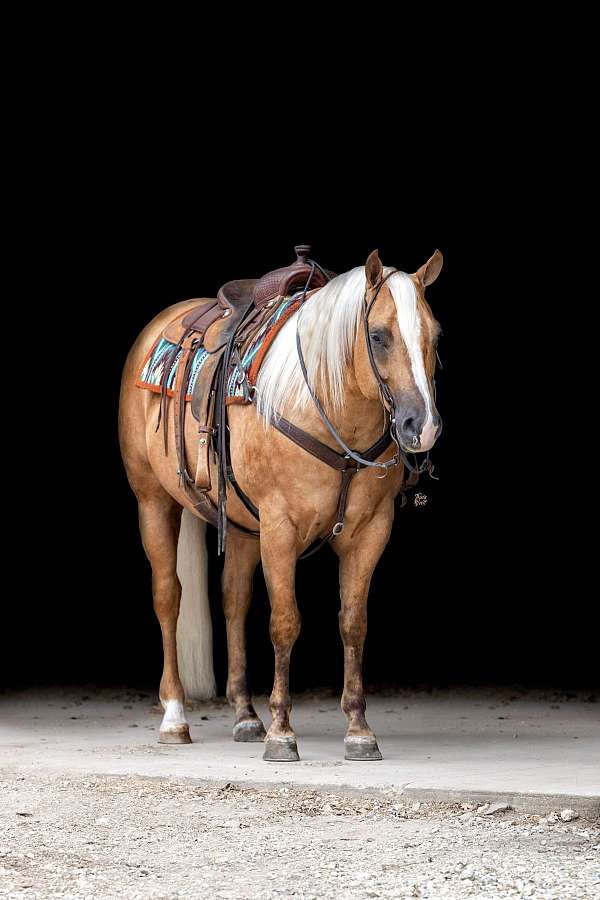 roping-quarter-horse