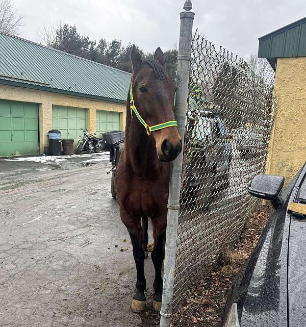 15-hand-standardbred-horse