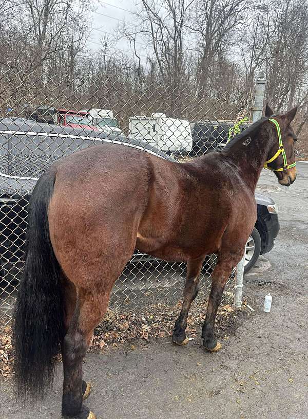 15-hand-standardbred-mare