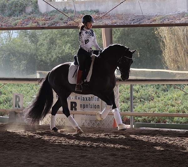 all-around-andalusian-horse